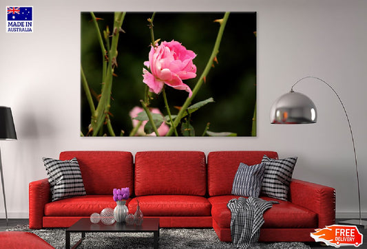 Pink Rose Flower Closeup View Photograph Print 100% Australian Made