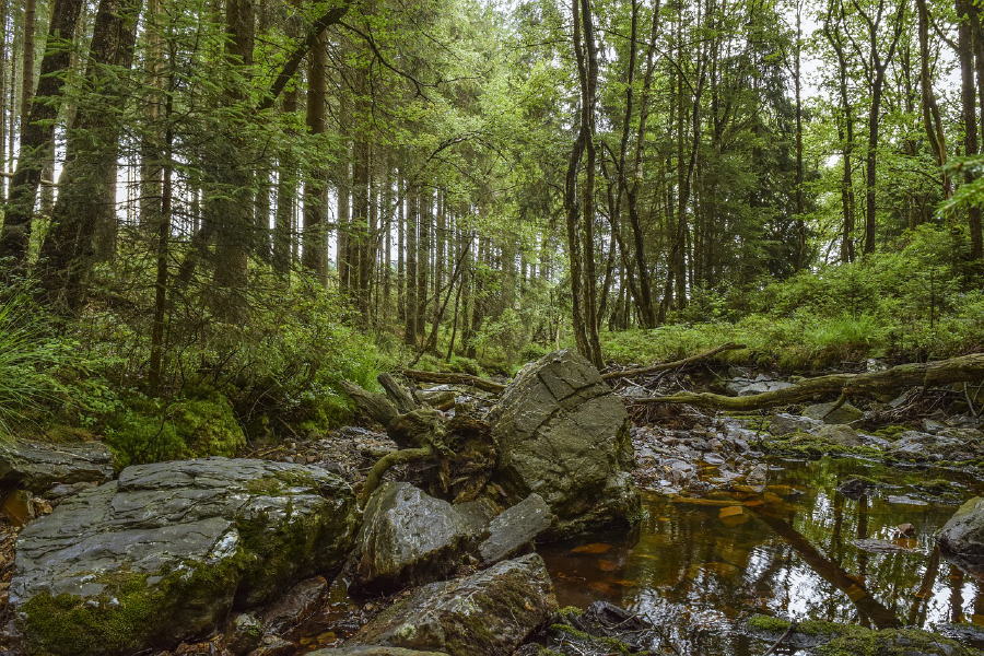 Waterhole in Forest with Rocks Photograph Print 100% Australian Made