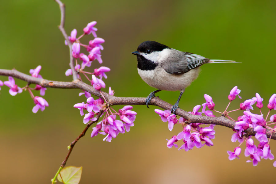 Black Capped Bird on Flower Tree Photograph Print 100% Australian Made