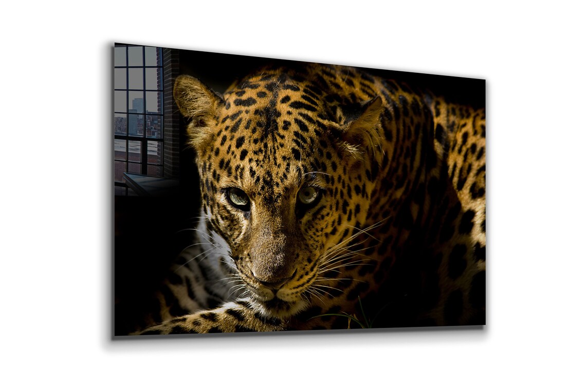 Leopard Face Closeup Print Tempered Glass Wall Art 100% Made in Australia Ready to Hang