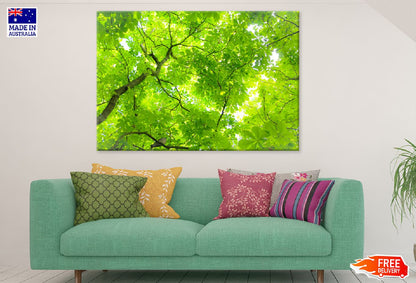 Green Tree Leaves View From Below Photograph Print 100% Australian Made