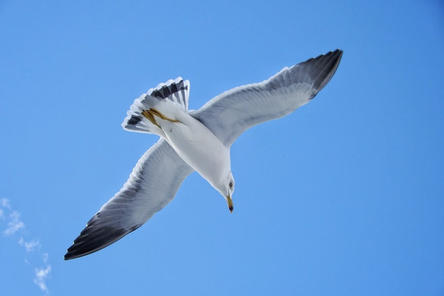 Seagull Bird Flying on Blue Sky Photograph Print 100% Australian Made