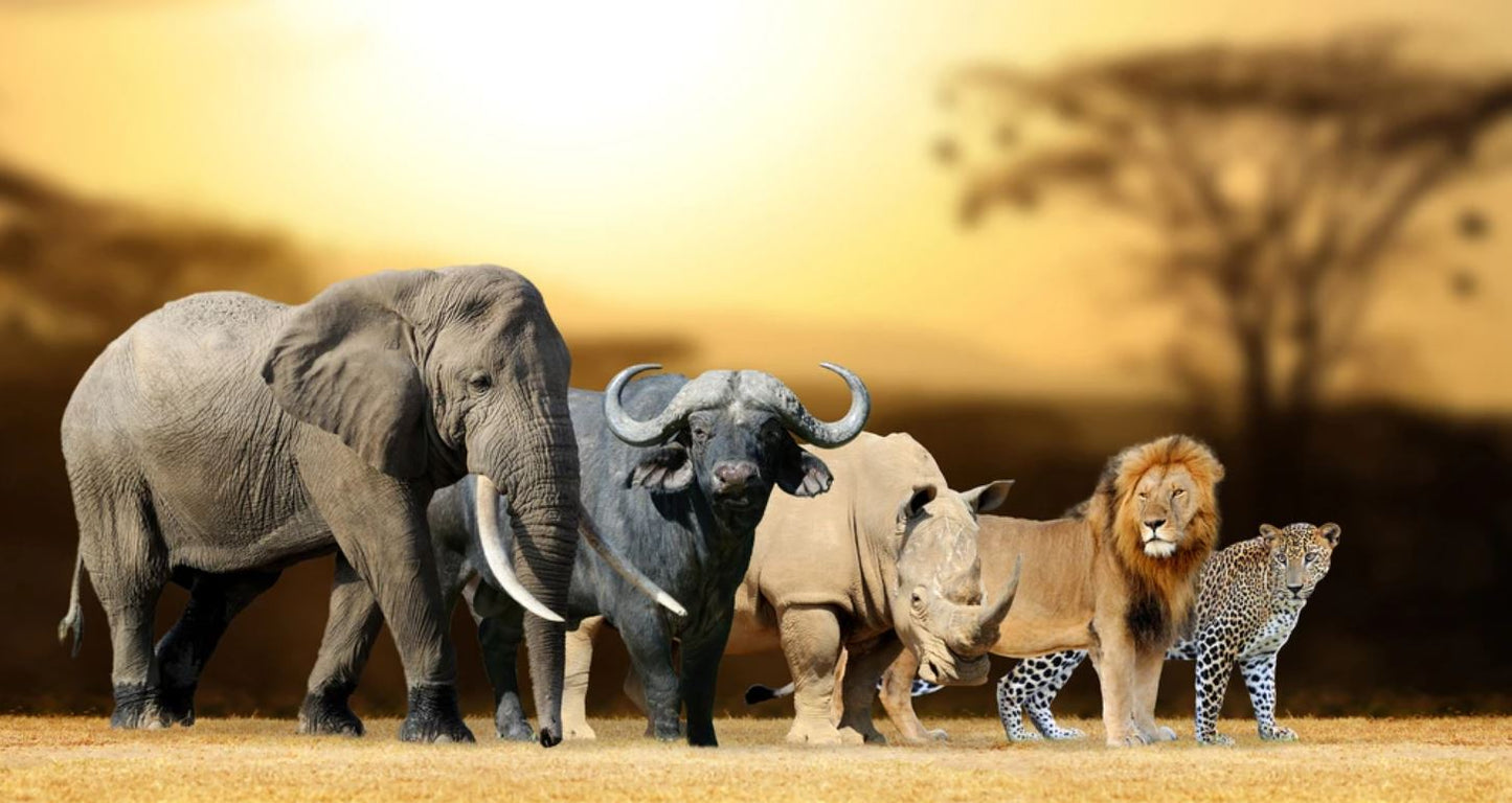Animals Walking in Forest Sunset Home Decor Premium Quality Poster Print Choose Your Sizes