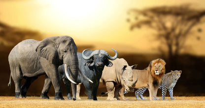 Animals Walking in Forest Sunset Home Decor Premium Quality Poster Print Choose Your Sizes