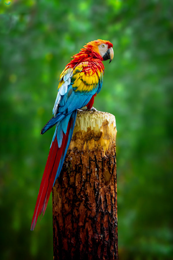 Colorful Macaw Parrot on Branch Photograph Print 100% Australian Made