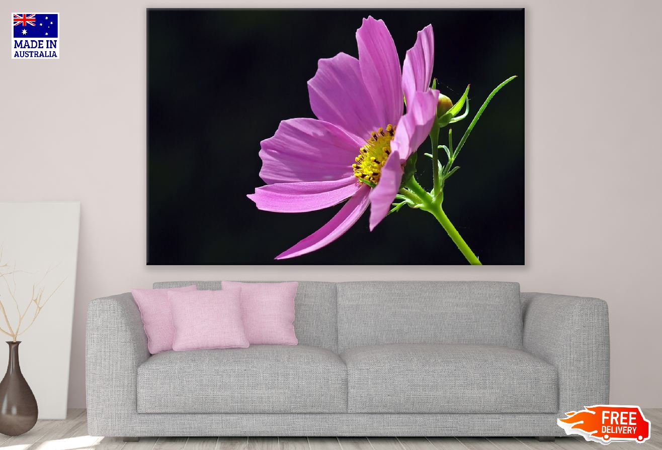 Pink Cosmos Flower Closeup Photograph Print 100% Australian Made