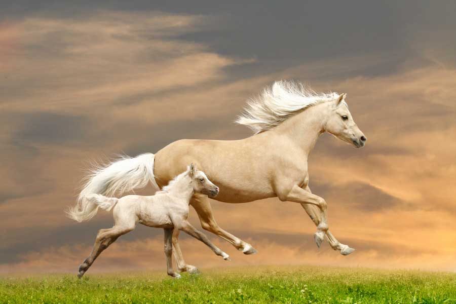 Bella Home Grass Field & Horses Sunset View Print Canvas Ready to hang