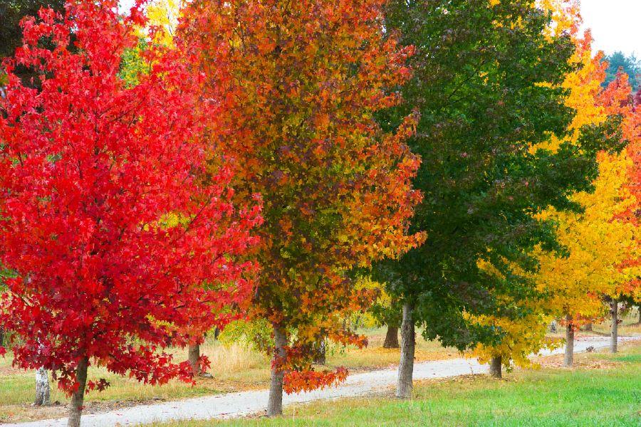 Colorful Autumn Trees Closeup Photograph Print 100% Australian Made