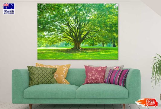 Big Tree View in Park Photograph Print 100% Australian Made