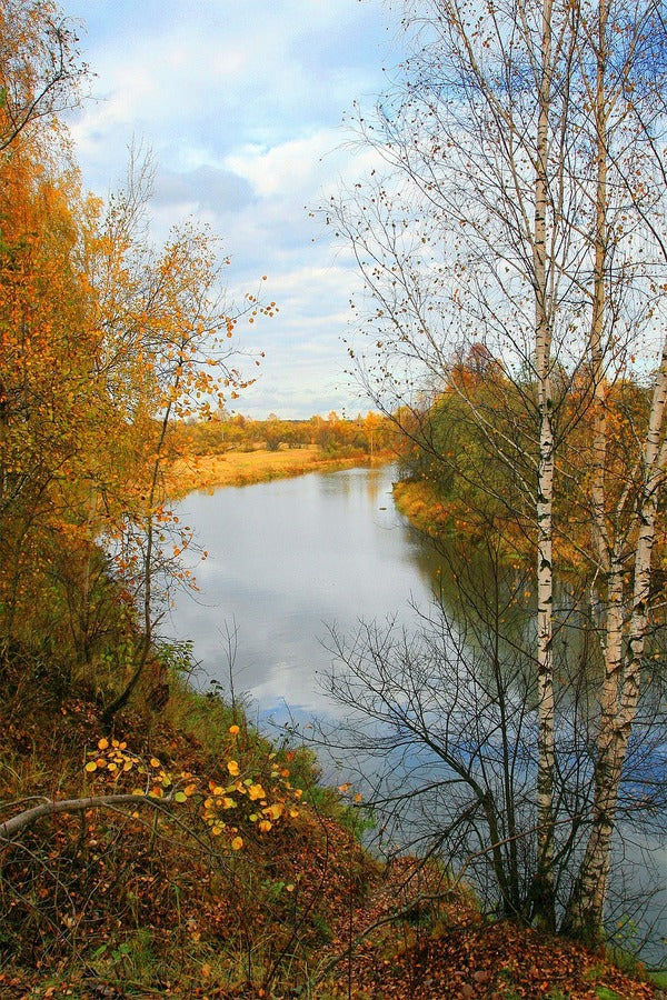 Russia Peksha River & Autumn Forest Photograph Print 100% Australian Made