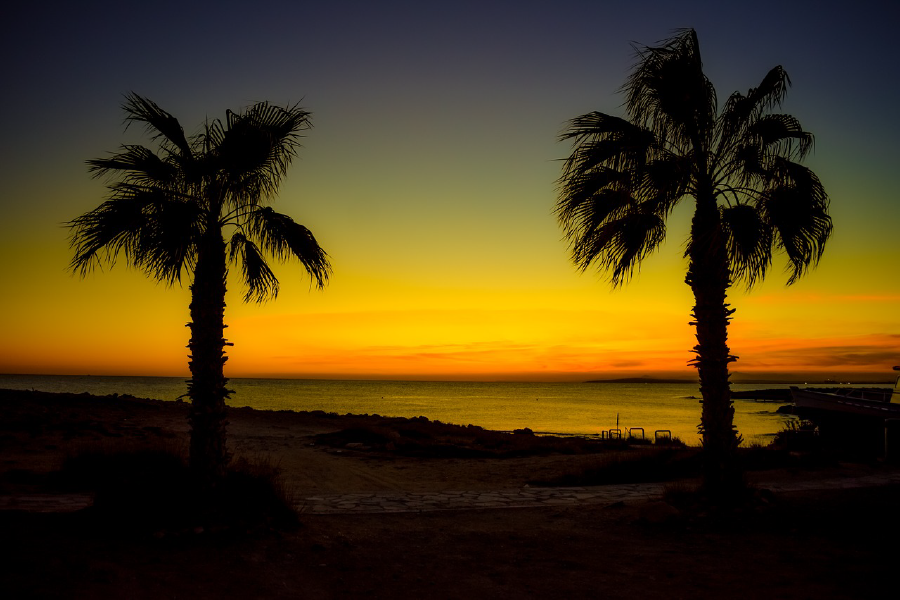 Palm Trees at Sunset Scenery Photograph Print 100% Australian Made