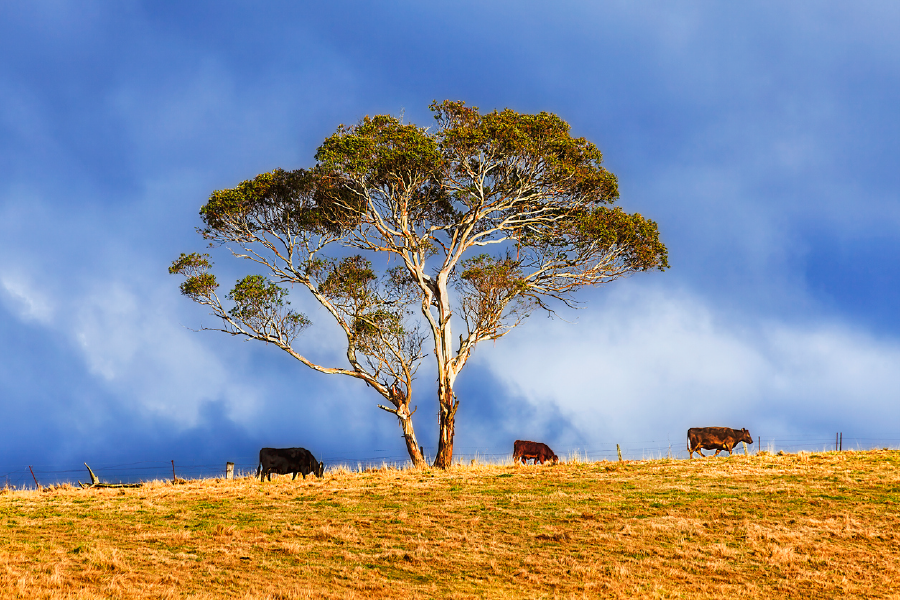 Tree & Cow Herd Scenery Photograph Print 100% Australian Made