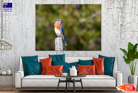 Blue Brown White Bird on Wood Photograph Print 100% Australian Made