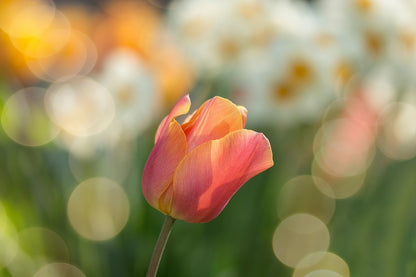 Orange Tulip Flower Closeup Photograph Print 100% Australian Made