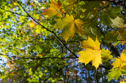 Autumn Trees Closeup Photograph Print 100% Australian Made