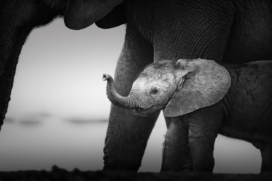 Baby Elephant Closeup B&W Photograph Print 100% Australian Made