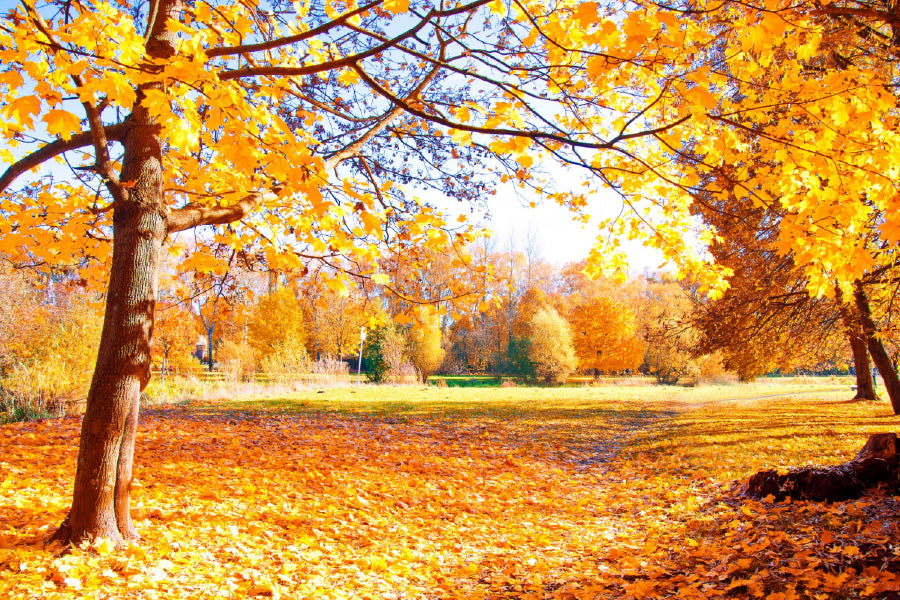 Yellow Orange Autumn Tree View Photograph Home Decor Premium Quality Poster Print Choose Your Sizes