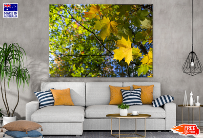 Autumn Trees Closeup Photograph Print 100% Australian Made