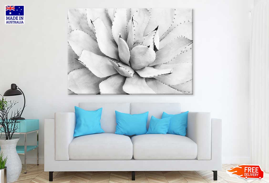 Agave Flower B&W Closeup View Photograph Print 100% Australian Made