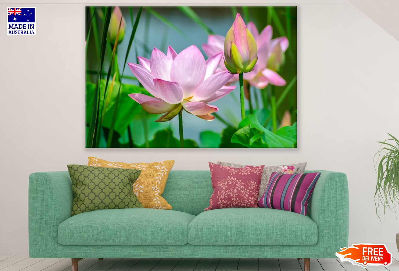 White and Pink Lotus Flowers Photograph Print 100% Australian Made