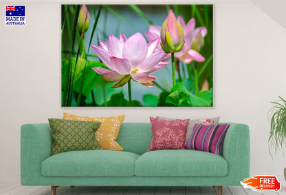 White and Pink Lotus Flowers Photograph Print 100% Australian Made
