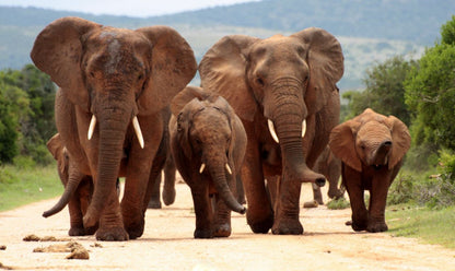 Elephants Walking on Road Photograph Home Decor Premium Quality Poster Print Choose Your Sizes