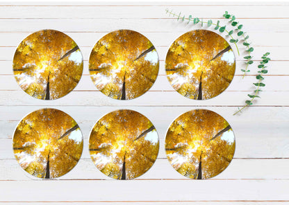 Yellow Beech Forest With Sky View Coasters Wood & Rubber - Set of 6 Coasters