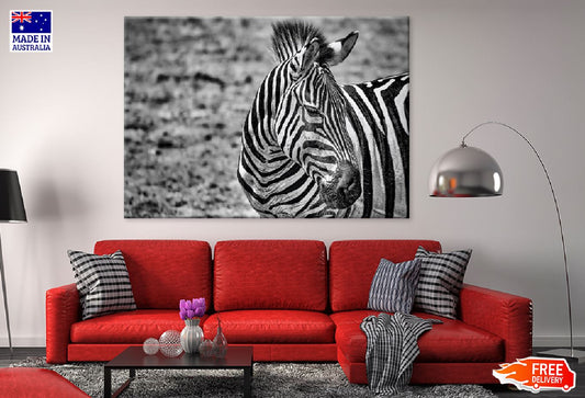 Greyscale Closeup Zebra B&W View Photograph Print 100% Australian Made