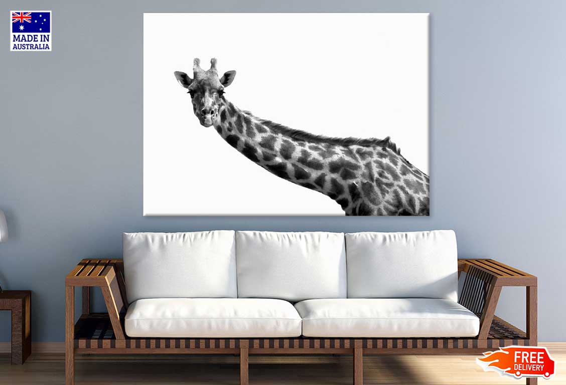 Giraffe Closeup B&W Photograph Print 100% Australian Made