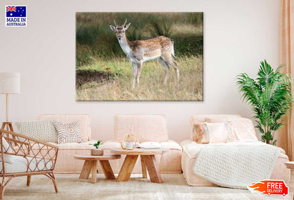 Deer in Grass Field View Photograph Print 100% Australian Made