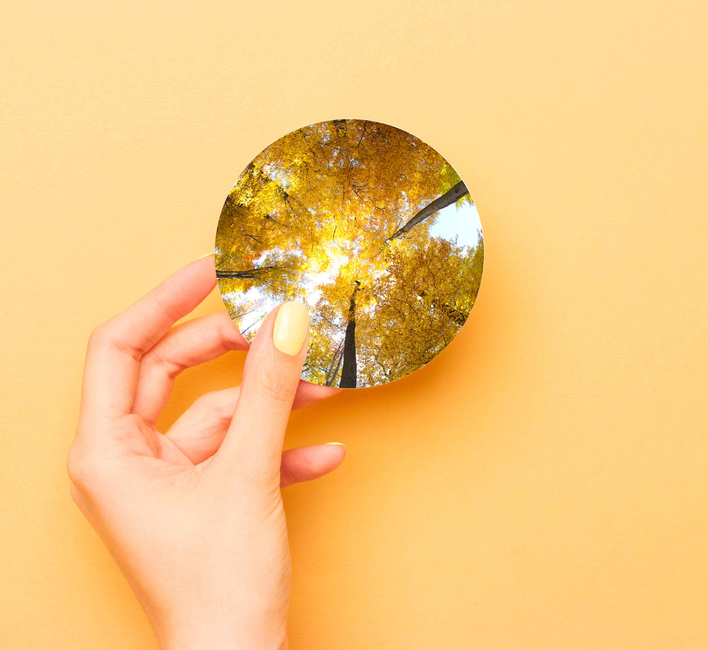 Yellow Beech Forest With Sky View Coasters Wood & Rubber - Set of 6 Coasters