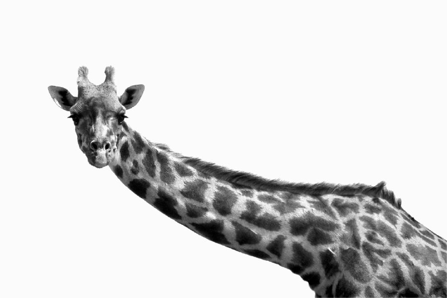 Giraffe Closeup B&W Photograph Print 100% Australian Made