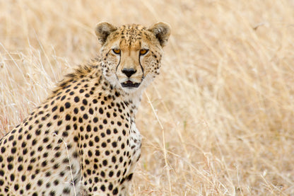 African Cheetah on Field View Photograph Print 100% Australian Made