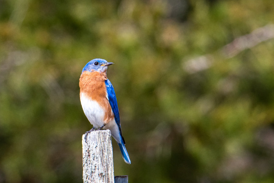 Blue Brown White Bird on Wood Photograph Print 100% Australian Made