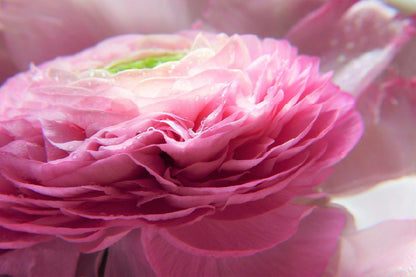 Pink Ranunculus Flower Photograph Home Decor Premium Quality Poster Print Choose Your Sizes