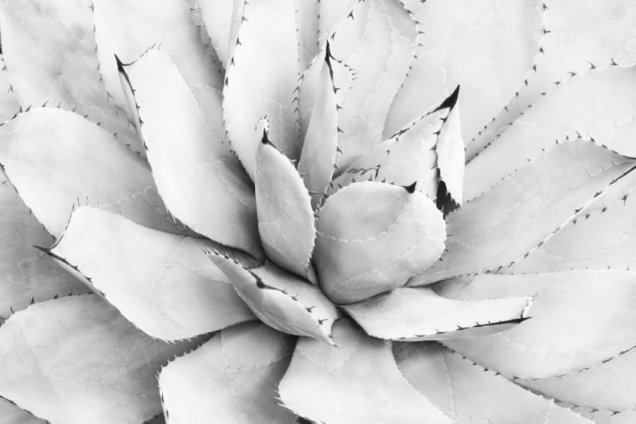 Agave Flower B&W Closeup View Photograph Home Decor Premium Quality Poster Print Choose Your Sizes