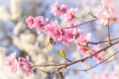 Pink Cherry Flowers Branch View Photograph Home Decor Premium Quality Poster Print Choose Your Sizes