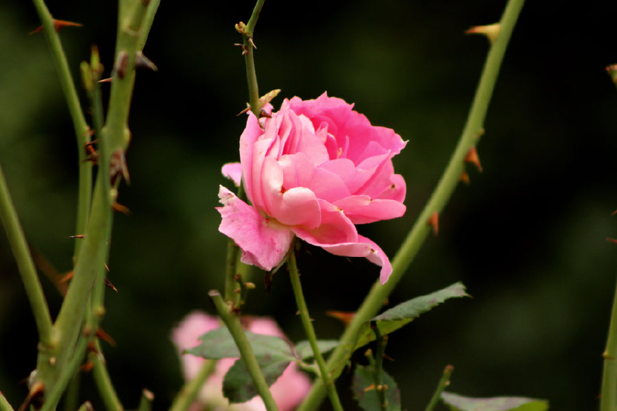 Pink Rose Flower Closeup View Photograph Print 100% Australian Made