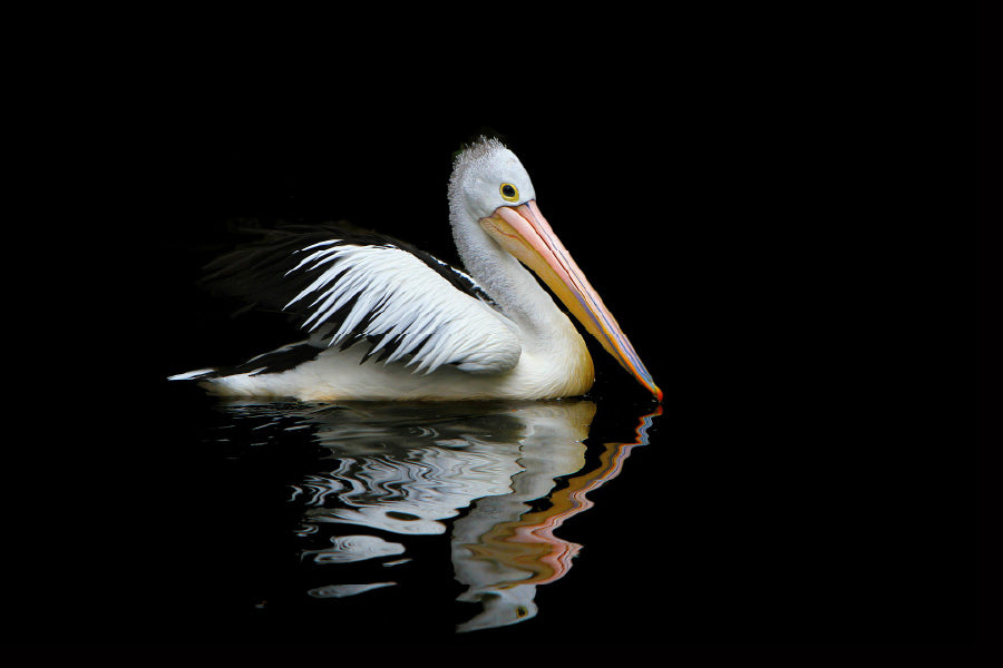 Australia Pelican Sea Bird View Photograph Home Decor Premium Quality Poster Print Choose Your Sizes