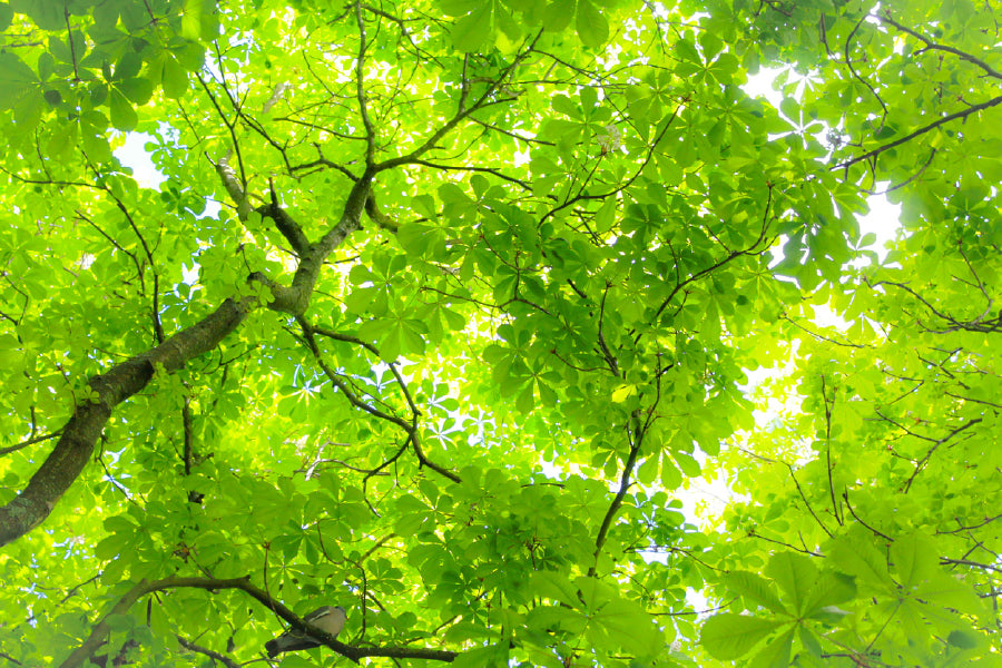 Green Tree Leaves View From Below Photograph Print 100% Australian Made