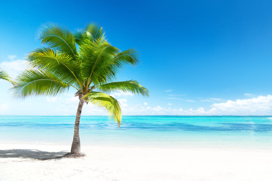 Palm Tree Near White Sandy Beach View Photograph Home Decor Premium Quality Poster Print Choose Your Sizes