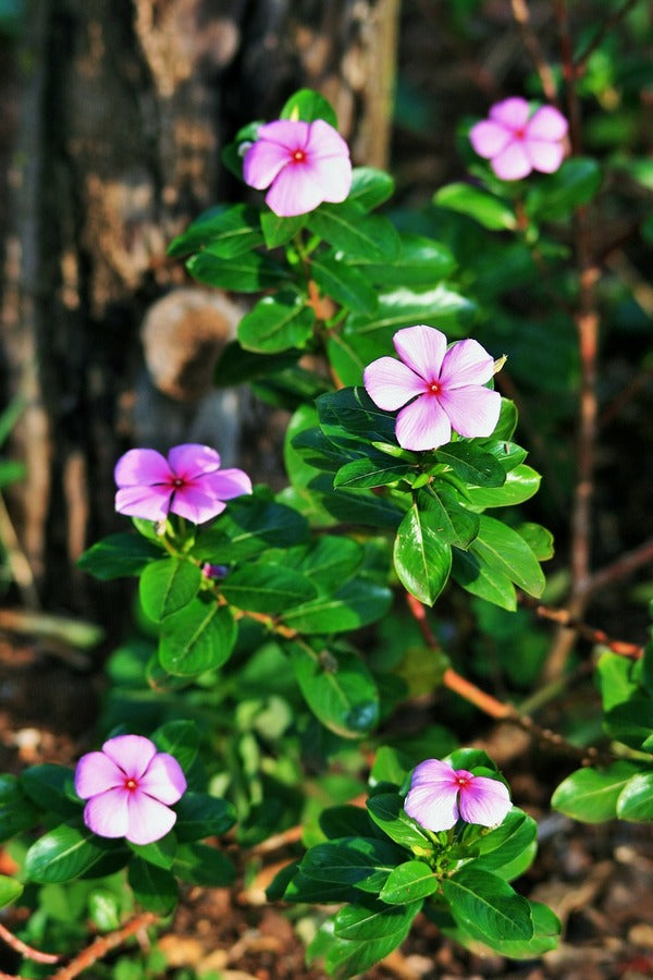 Pink Periwinkles Flowers Photograph Print 100% Australian Made