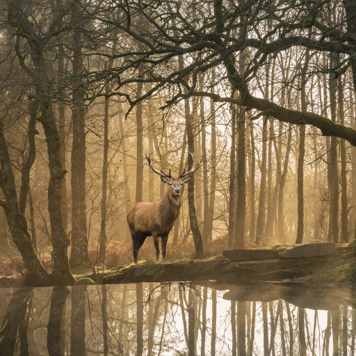 Square Canvas Deer in Misty Forest & Lake VIew Photograph High Quality Print 100% Australian Made