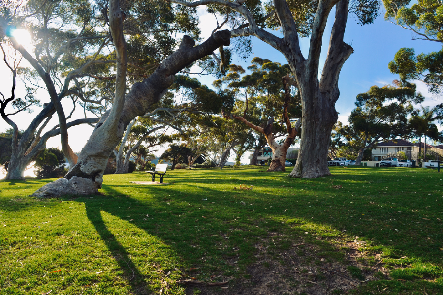 Nature Trees & Bench In Park Photograph Print 100% Australian Made