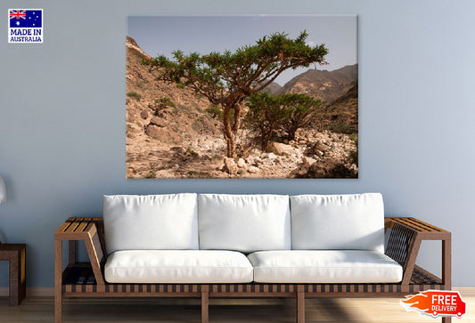 Frankincense Tree in Mountain Photograph Print 100% Australian Made