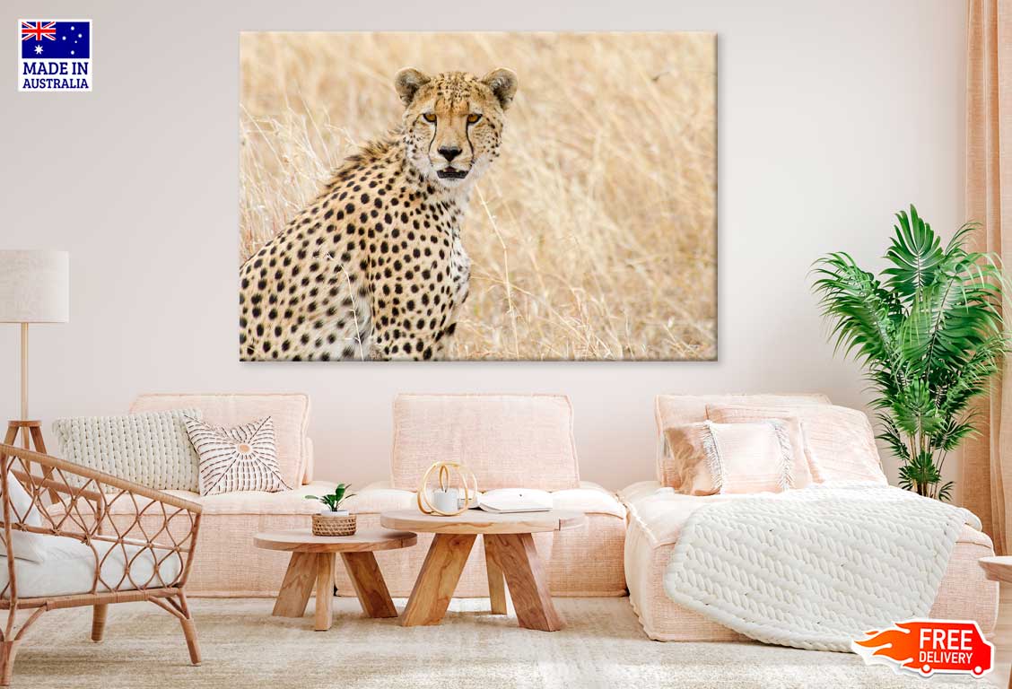 African Cheetah on Field View Photograph Print 100% Australian Made