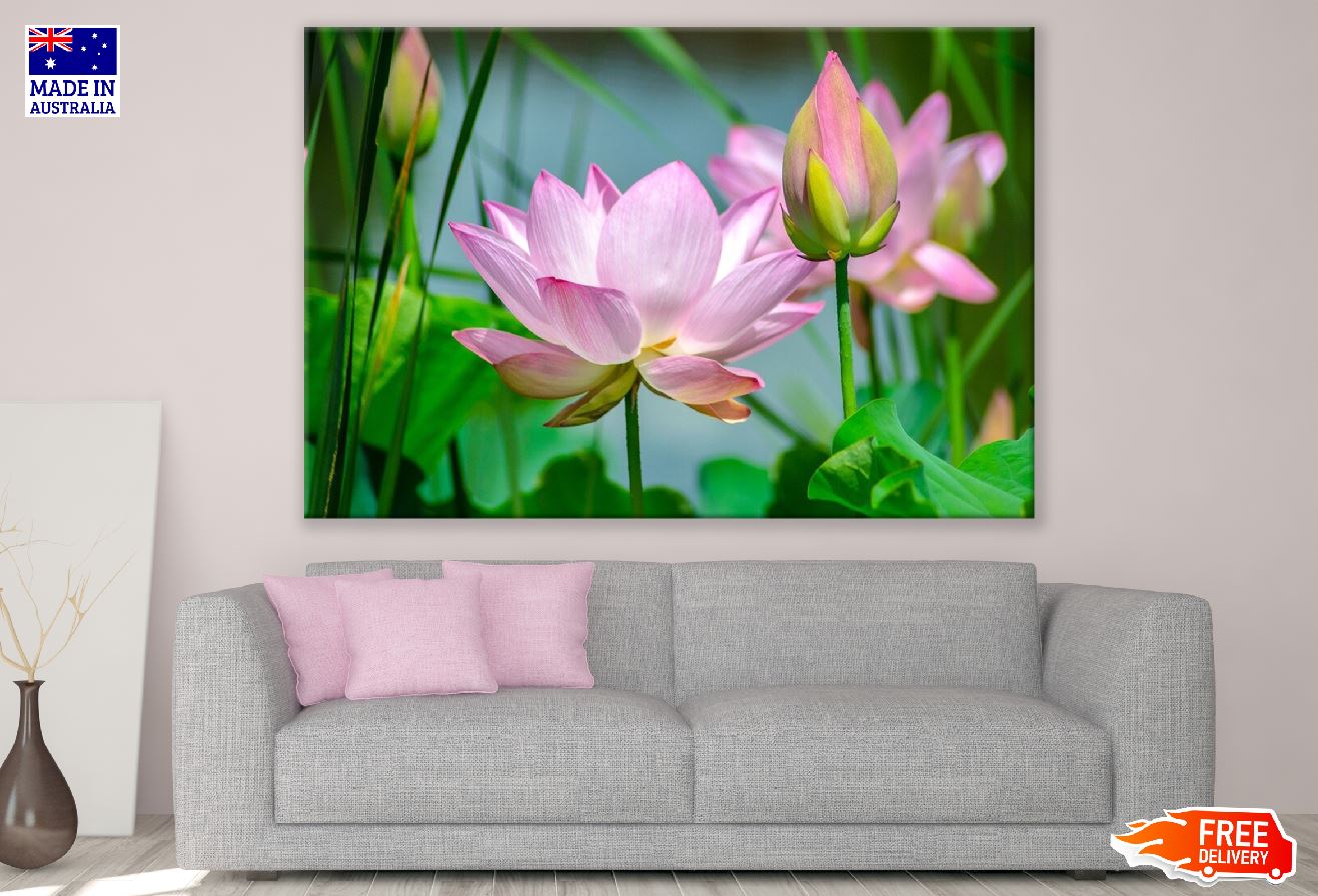 White and Pink Lotus Flowers Photograph Print 100% Australian Made