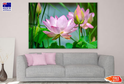 White and Pink Lotus Flowers Photograph Print 100% Australian Made