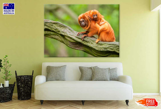 Baby Orange Tamarin & Mom View Photograph Print 100% Australian Made