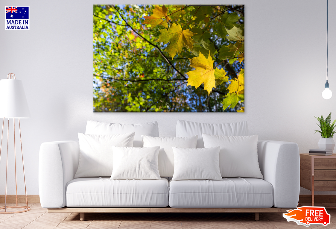 Autumn Trees Closeup Photograph Print 100% Australian Made